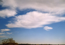 Ci sp.