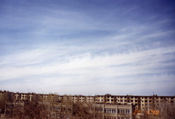 Ci sp.